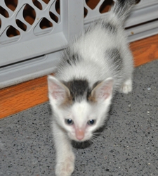 [picture of Tyler, a Domestic Short Hair white/tabby cat]
