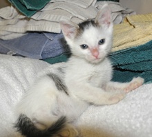 [picture of Tyler, a Domestic Short Hair white/tabby cat]