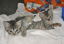 [another picture of Maddie, a Domestic Short Hair tabby\ cat] 