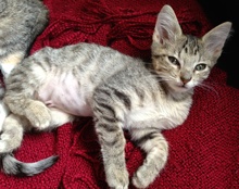 [another picture of Alfie, a Domestic Short Hair tabby\ cat] 