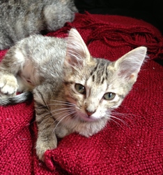 [picture of Alfie, a Domestic Short Hair tabby cat]