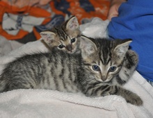 [picture of Alfie, a Domestic Short Hair tabby cat]