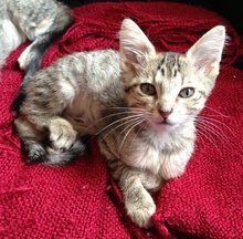 [picture of Alfie, a Domestic Short Hair tabby\ cat] 