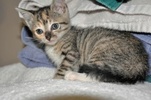 A picture of #NS04619: Patty Cake a Domestic Short Hair tortoiseshell tabby