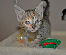 [another picture of Patty Cake, a Domestic Short Hair tortoiseshell tabby\ cat] 
