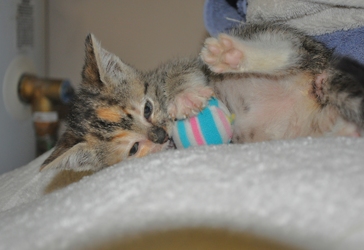 [picture of Patty Cake, a Domestic Short Hair tortoiseshell tabby cat]
