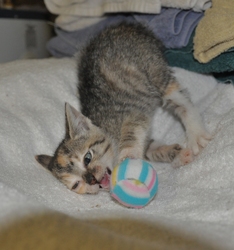 [picture of Patty Cake, a Domestic Short Hair tortoiseshell tabby cat]