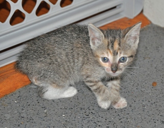 [picture of Patty Cake, a Domestic Short Hair tortoiseshell tabby cat]