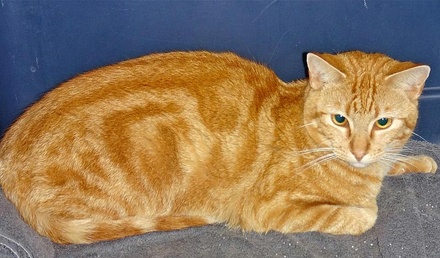 [picture of Arbor, a Domestic Short Hair orange classic tabby\ cat] 