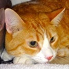 A picture of #NS04623: Rudy a Domestic Short Hair orange tabby/white