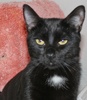 A picture of #NS04624: Ralphie a Domestic Short Hair black