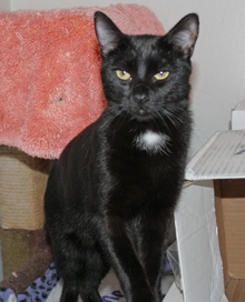 [another picture of Ralphie, a Domestic Short Hair black\ cat] 