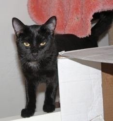 [picture of Ralphie, a Domestic Short Hair black cat]