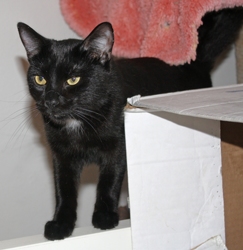 [picture of Ralphie, a Domestic Short Hair black cat]