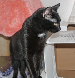 [picture of Ralphie, a Domestic Short Hair black cat]