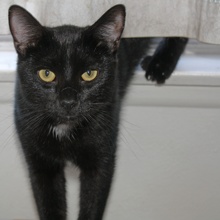 [picture of Ralphie, a Domestic Short Hair black\ cat] 
