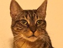 A picture of #NS04625: Trigger a Domestic Short Hair brown tabby
