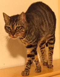 [picture of Trigger, a Domestic Short Hair brown tabby cat]