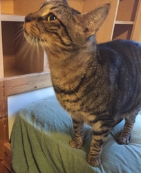 [picture of Trigger, a Domestic Short Hair brown tabby cat]