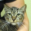 [picture of Trigger, a Domestic Short Hair brown tabby cat]