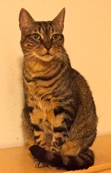 [picture of Trigger, a Domestic Short Hair brown tabby cat]