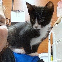 [another picture of Xeba, a Domestic Short Hair black/white\ cat] 
