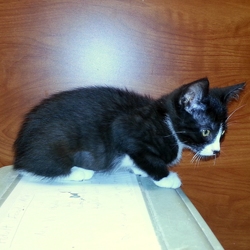 [picture of Xeba, a Domestic Short Hair black/white cat]