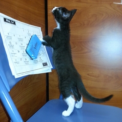 [picture of Xeba, a Domestic Short Hair black/white cat]