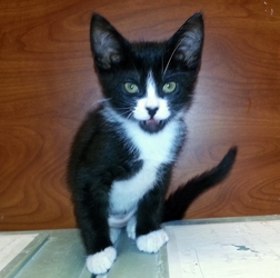 [picture of Xeba, a Domestic Short Hair black/white cat]