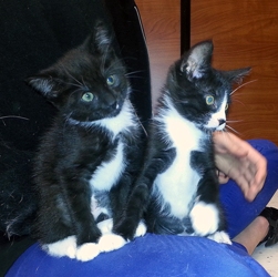 [picture of Xeba, a Domestic Short Hair black/white cat]