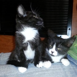 [picture of Xeba, a Domestic Short Hair black/white cat]
