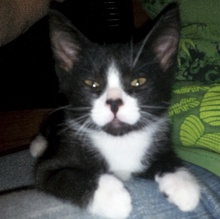 [picture of Xeba, a Domestic Short Hair black/white\ cat] 