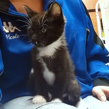[another picture of Cha Cha, a Domestic Short Hair black/white\ cat] 