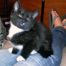 [picture of Cha Cha, a Domestic Short Hair black/white cat]