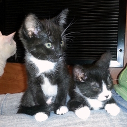 [picture of Cha Cha, a Domestic Short Hair black/white cat]