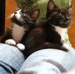 [picture of Cha Cha, a Domestic Short Hair black/white cat]