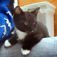 [picture of Cha Cha, a Domestic Short Hair black/white\ cat] 
