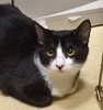 A picture of #NS04628: Jaxie a Domestic Short Hair black/white