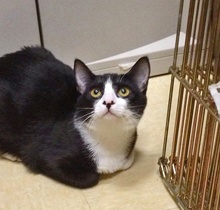 [another picture of Jaxie, a Domestic Short Hair black/white\ cat] 