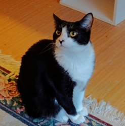 [picture of Jaxie, a Domestic Short Hair black/white cat]