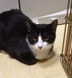 [picture of Jaxie, a Domestic Short Hair black/white cat]