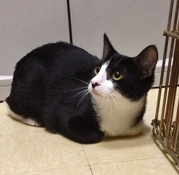 [picture of Jaxie, a Domestic Short Hair black/white cat]