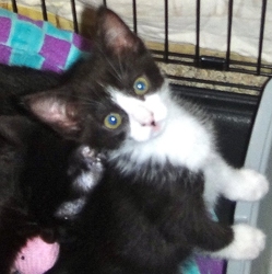 [picture of Jaxie, a Domestic Short Hair black/white cat]