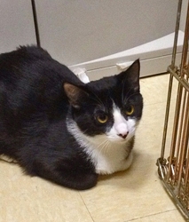[picture of Jaxie, a Domestic Short Hair black/white cat]