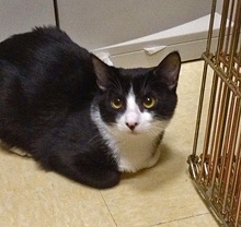 [picture of Jaxie, a Domestic Short Hair black/white\ cat] 