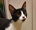 A picture of #NS04629: Maizy a Domestic Short Hair black/white