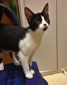 [another picture of Maizy, a Domestic Short Hair black/white\ cat] 