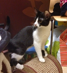 [picture of Maizy, a Domestic Short Hair black/white cat]