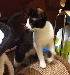 [picture of Maizy, a Domestic Short Hair black/white cat]