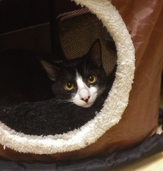 [picture of Maizy, a Domestic Short Hair black/white cat]